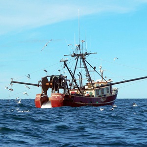 Bottom trawling and carbon footprint