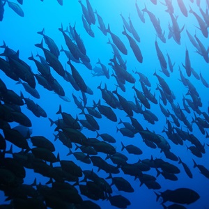 The need for a sea change in ocean protection and sustainable seafood