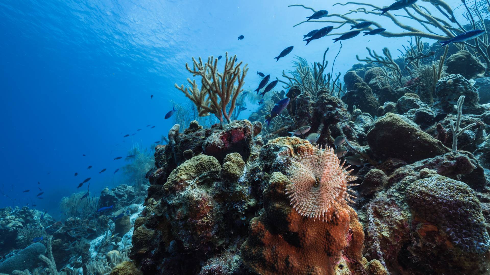 Remember the Ocean: Prioritising Marine Biodiversity at COP 16