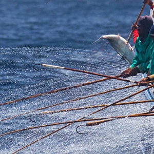 MSC launches its Improvement Program