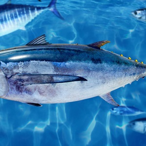 Metà della pesca di tonno proviene da fonti certificate sostenibili