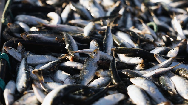 Kembalinya sarden Iberia