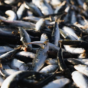 Certificação da sardinha Ibérica