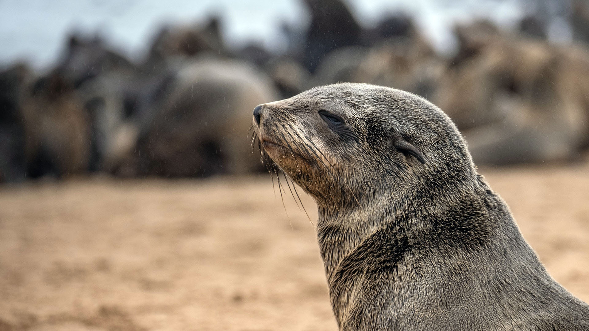 Cape fur seal on beach, Namibia