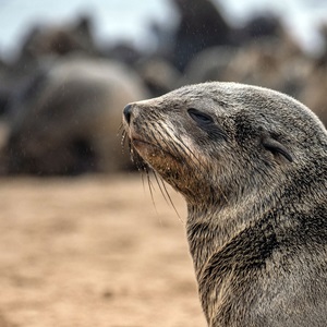 ETP and Out-of-Scope species requirements