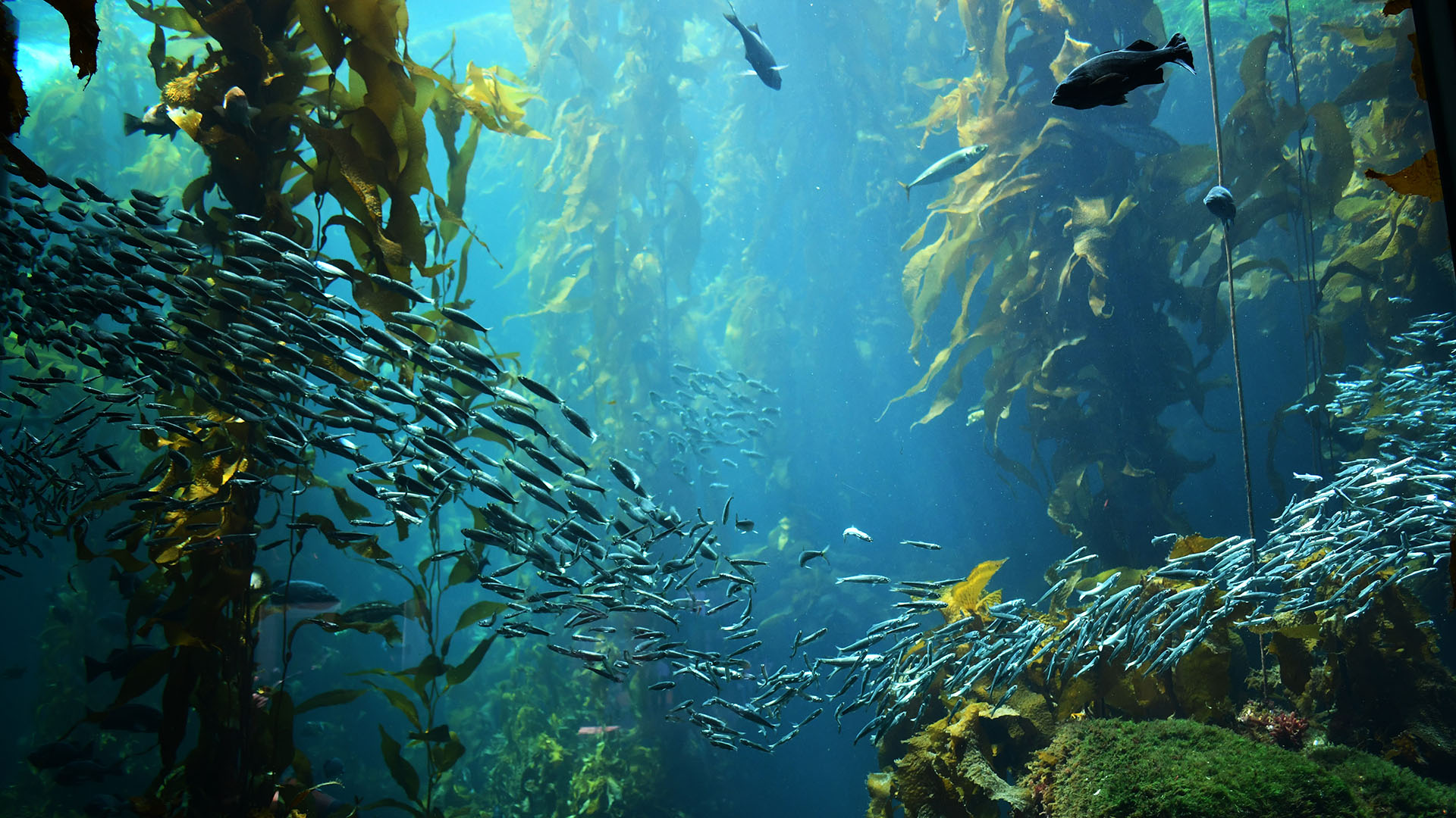 Sustainable fisheries mitigate bycatch and habitat impacts: 5 key findings from MSC research