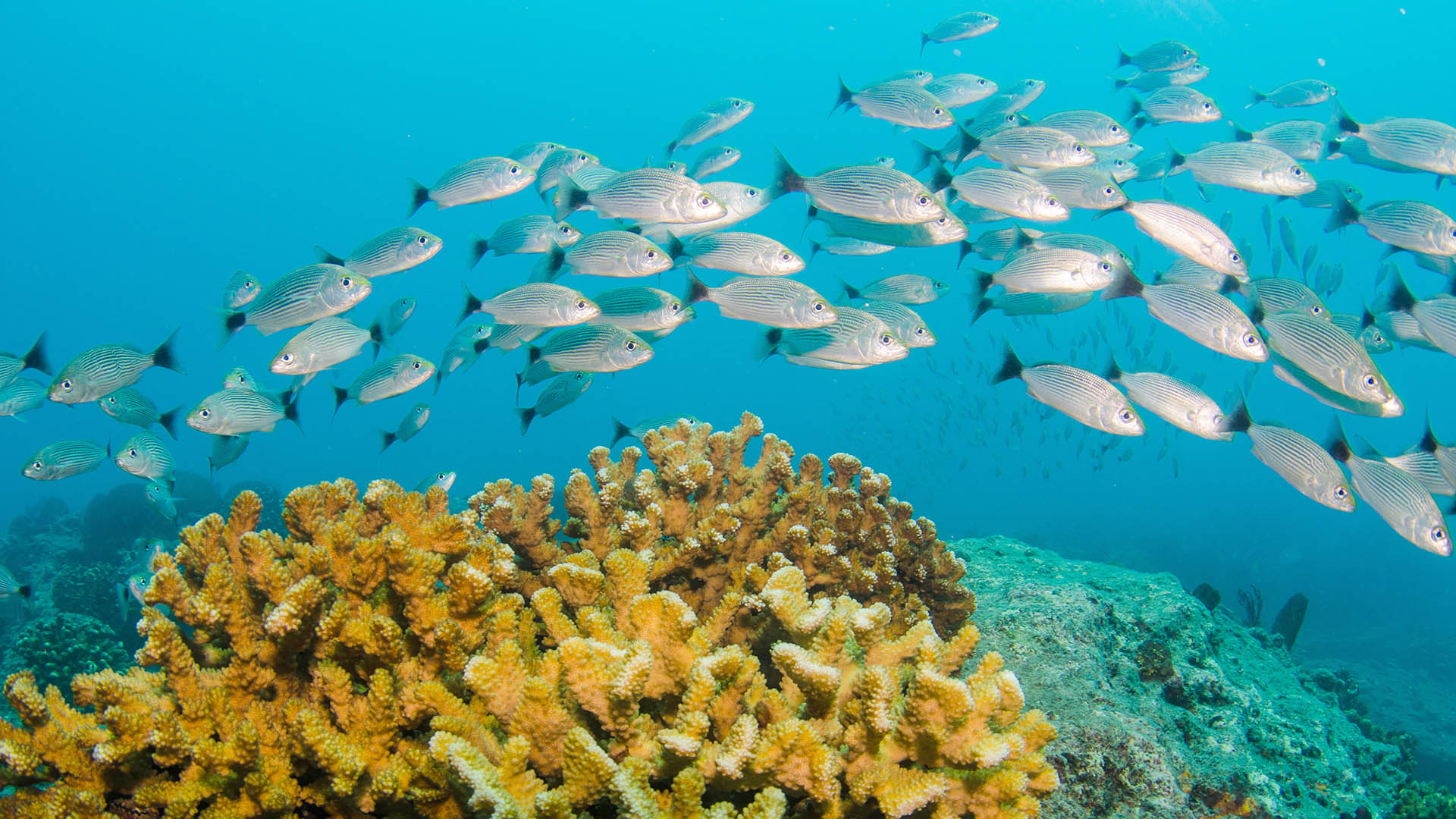 Fish over reefs, sea of Cortez Lines of fish in an arc swimming over arc