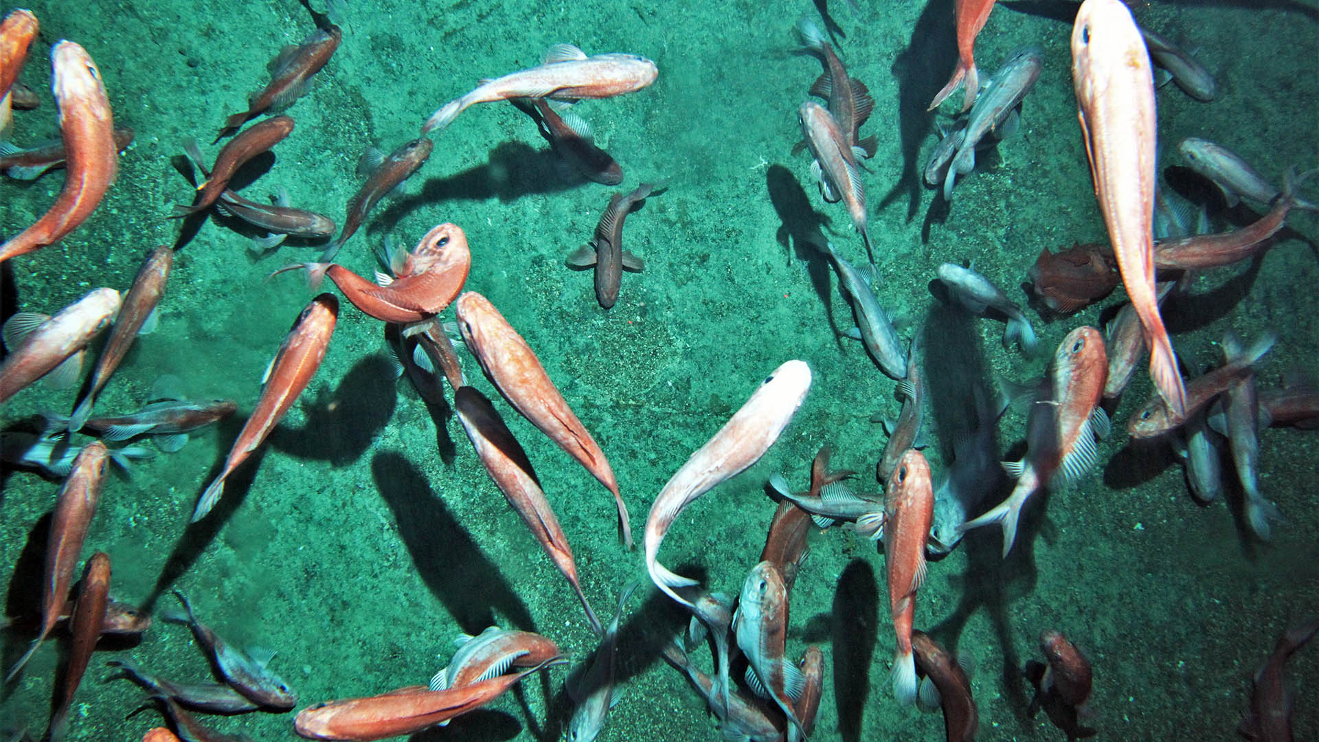 Colourful fish (orange roughy) underwater, seen from above