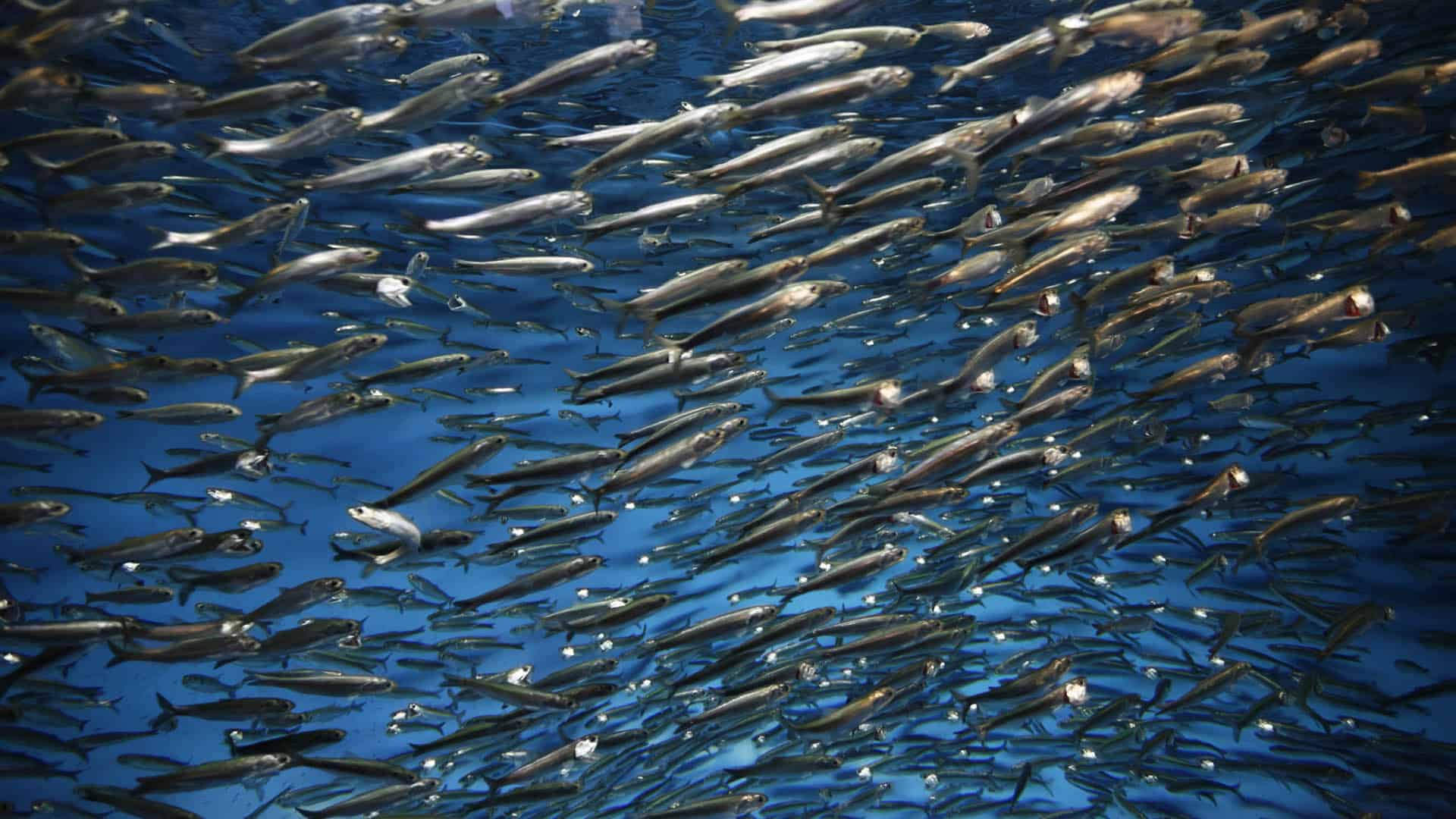 Pacific sardine Sardinops sagax shoal underwater