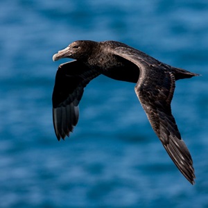 Teacher Resource: Bycatch case study