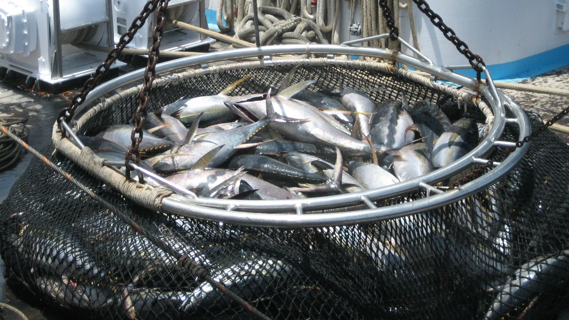 Growing sustainability in FAD tuna fishing Marine Stewardship Council