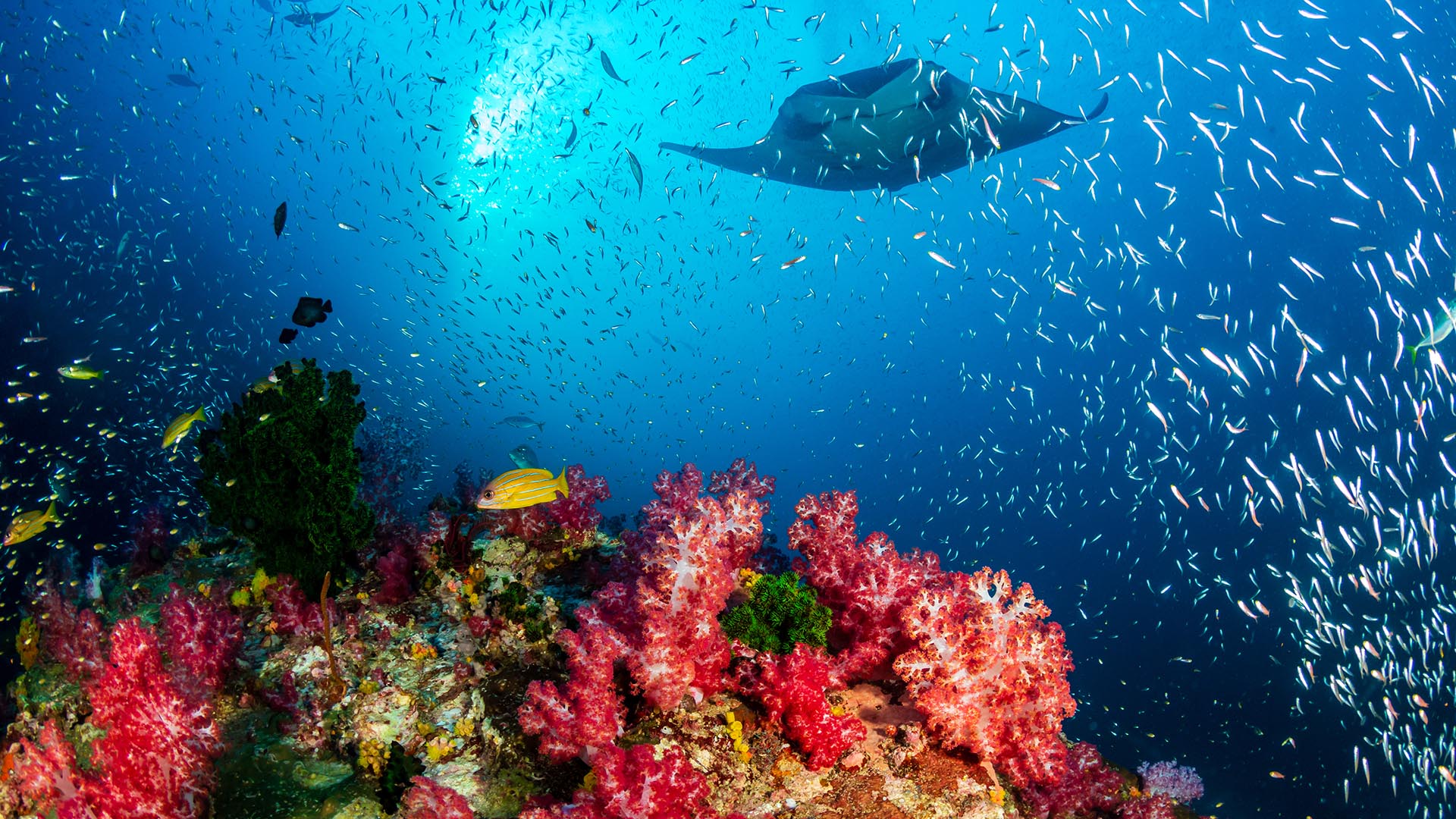 Colourful coral with shoal of small fish and manta ray swimming above