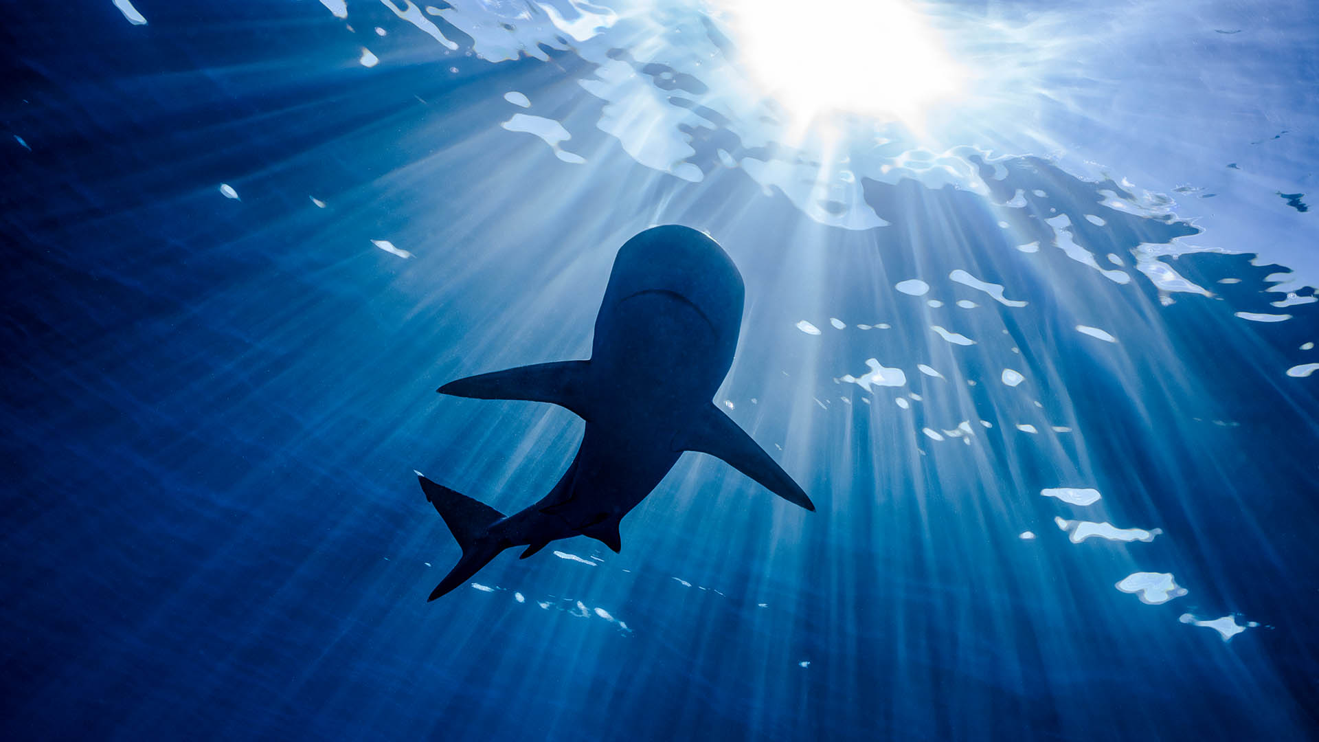 How do sharks support sustainable fisheries?