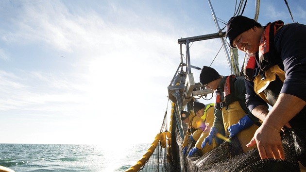 Der MSC-Umweltstandard für nachhaltige Fischerei, Version 3.1