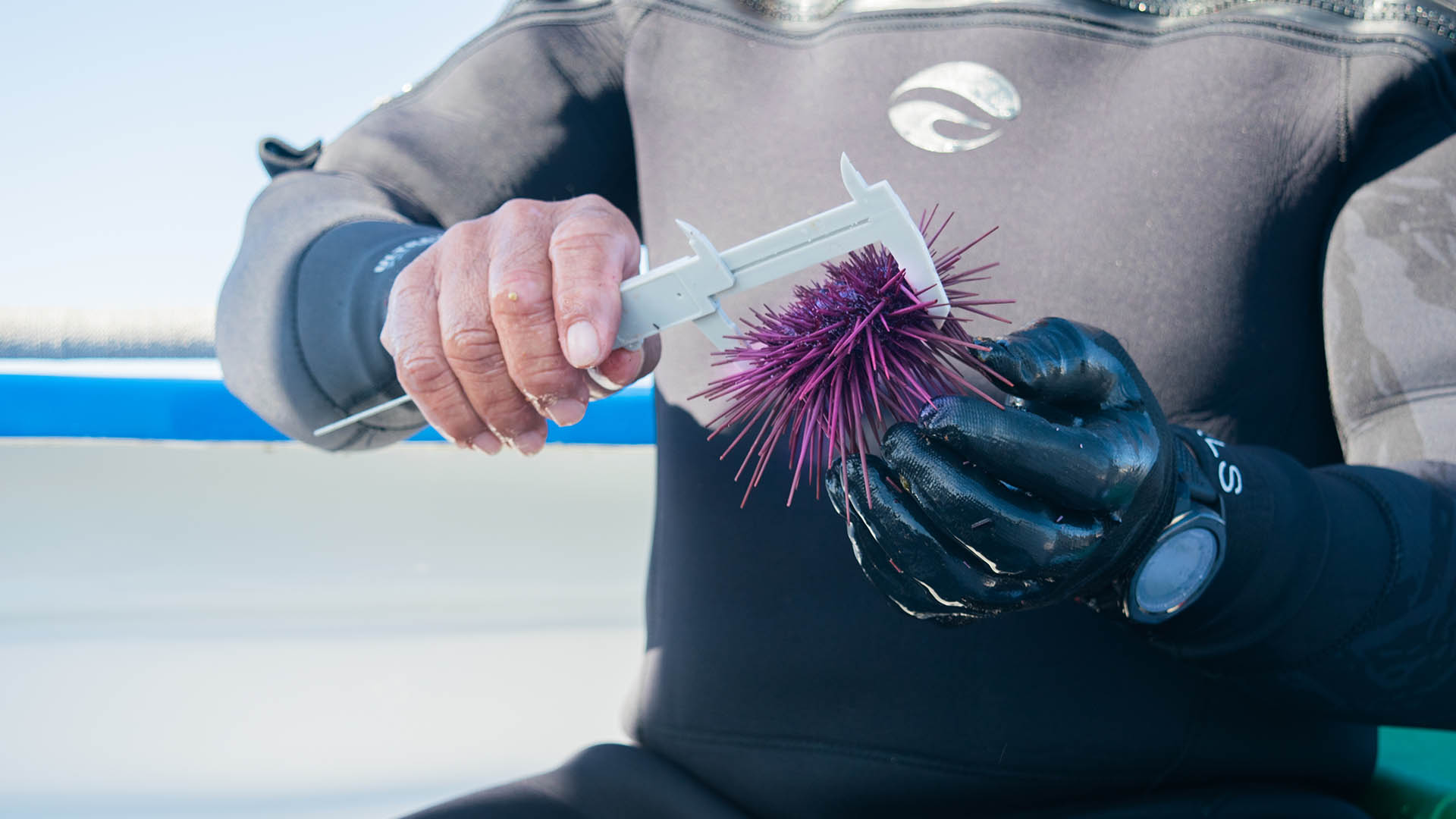 Hands measuring sea urchin