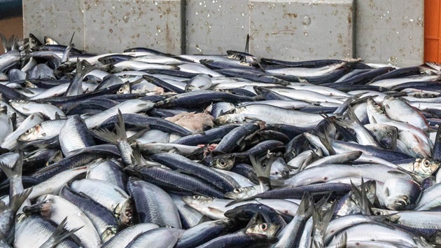 ¿Qué es la sobrepesca?