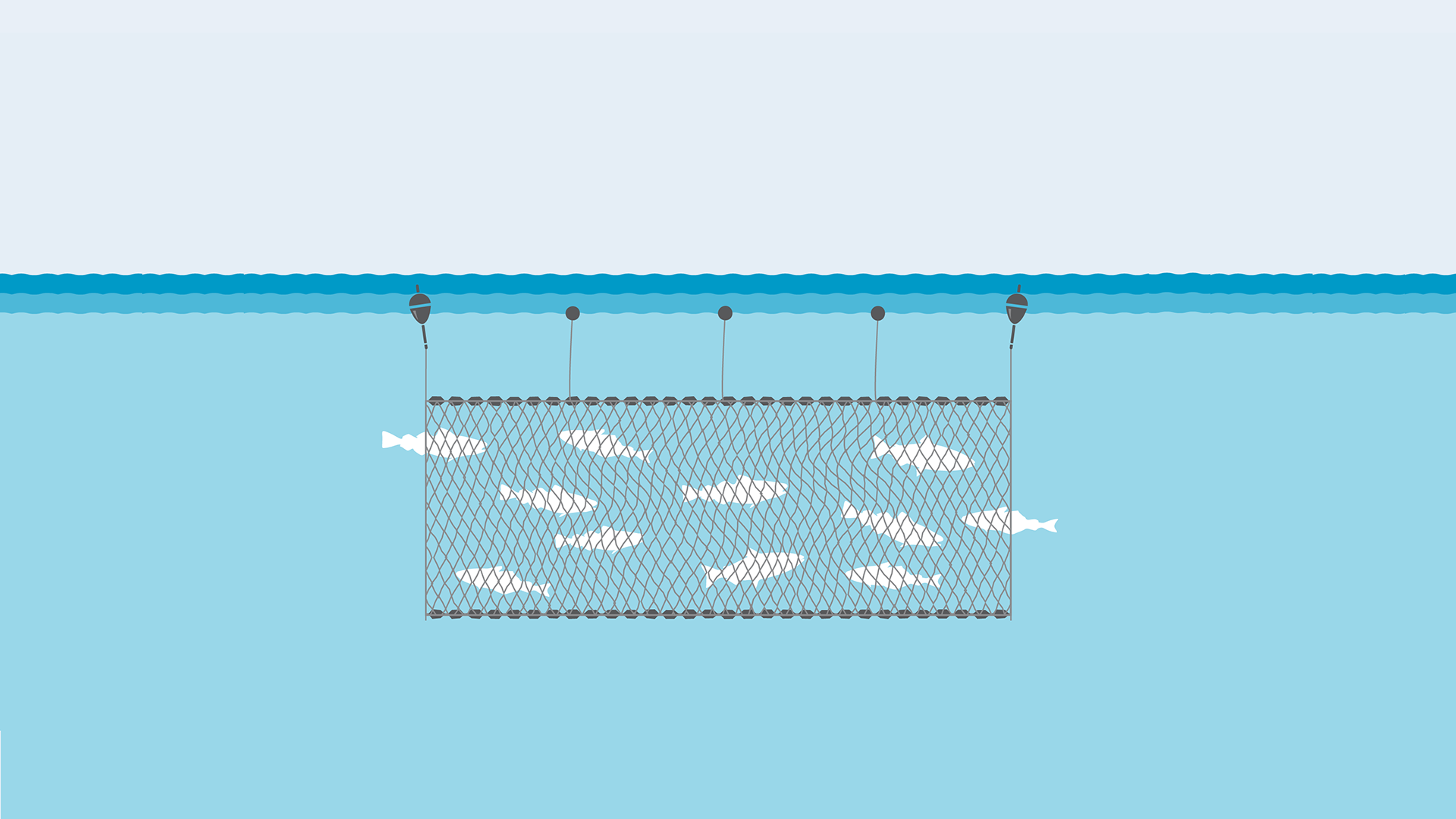 large mesh gillnets