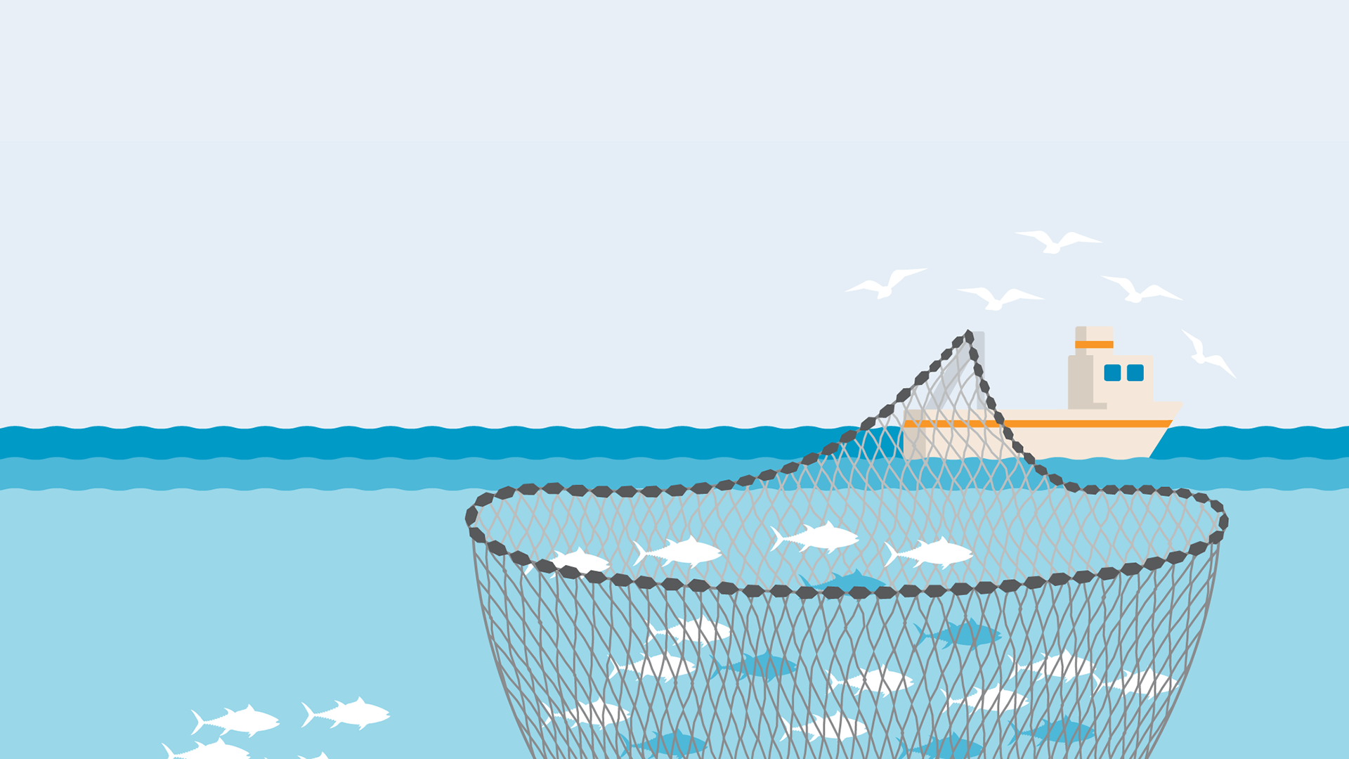 Purse Seine Fishing, Marine Stewardship Council