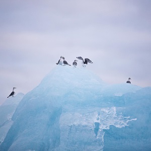 Climate Change and Fishing