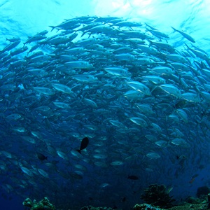 Mitä on kestävä kalastus?