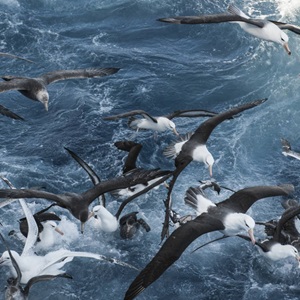 National Plans of Action: Do they help protect seabirds from fisheries?