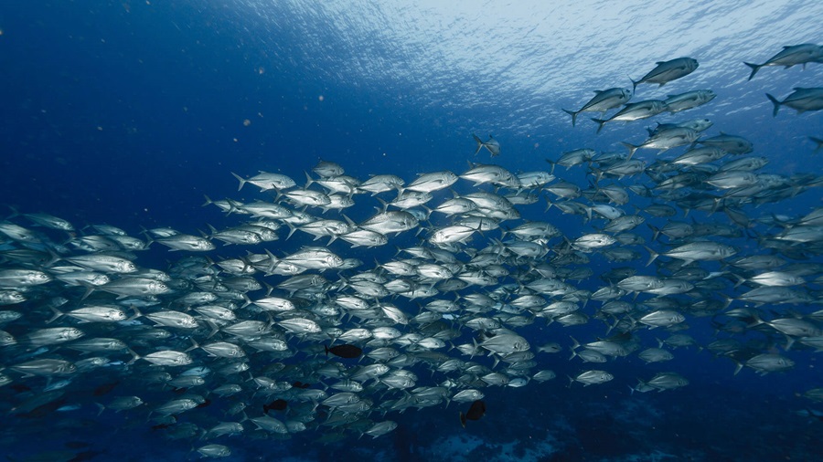 Shoal of big eye tuna underwater