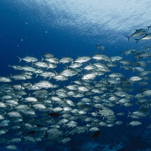 Harnessing business purpose to safeguard our oceans