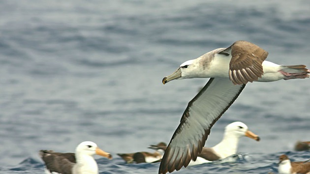 Uniting South African communities through a love of birds