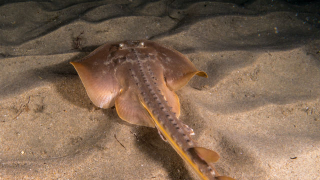 MSC finansierer udvikling af app til bæredygtige Nordsøfiskere