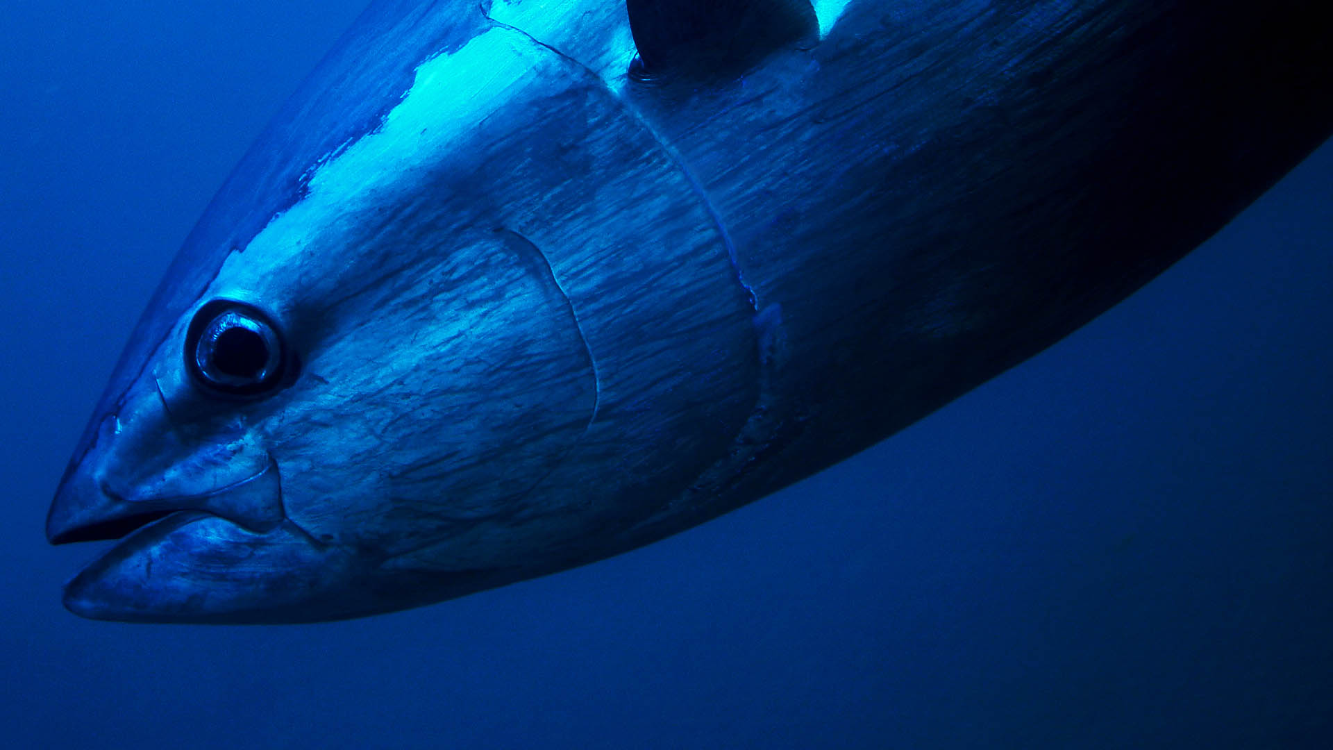 Close-up of a shiny blue-silver tuna against a blue background