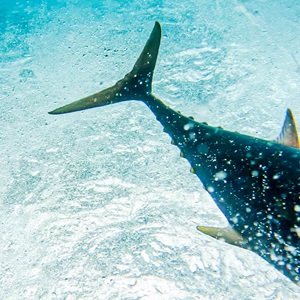 Atún (inglés)
