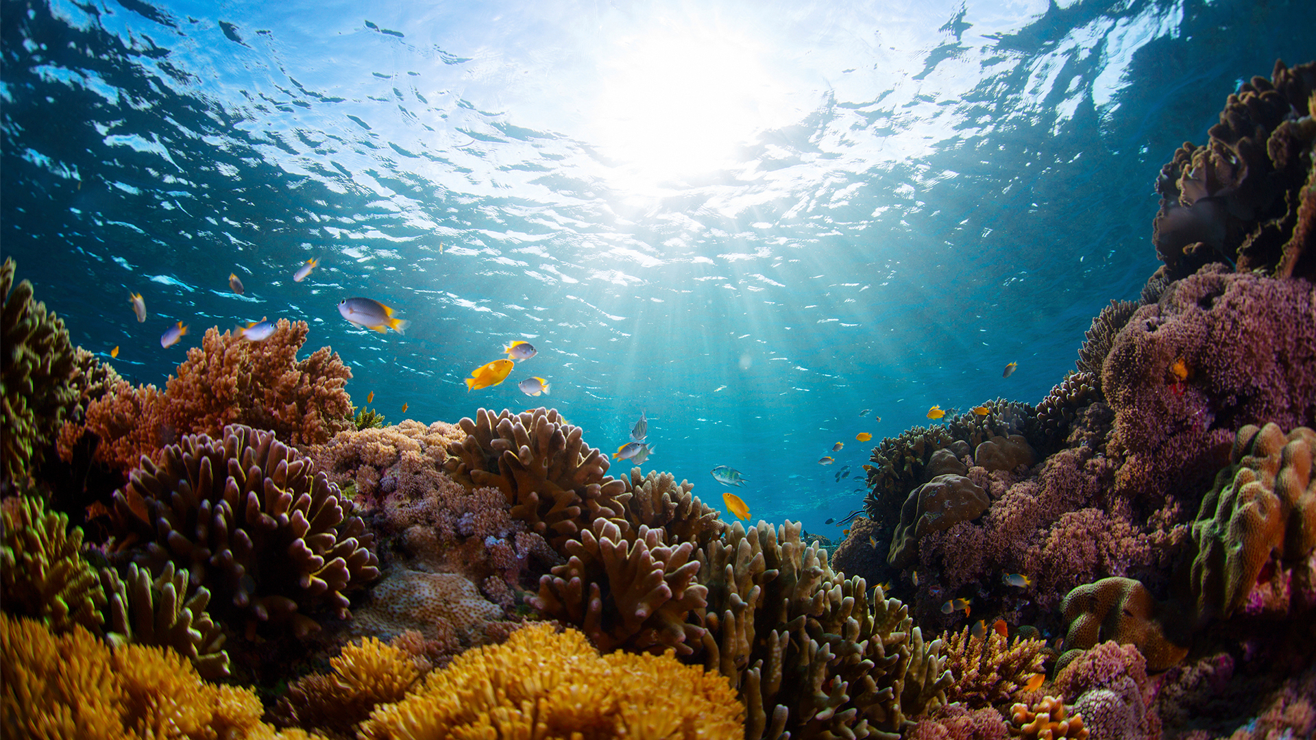 Underwater scene of a coral reef and tropical fish