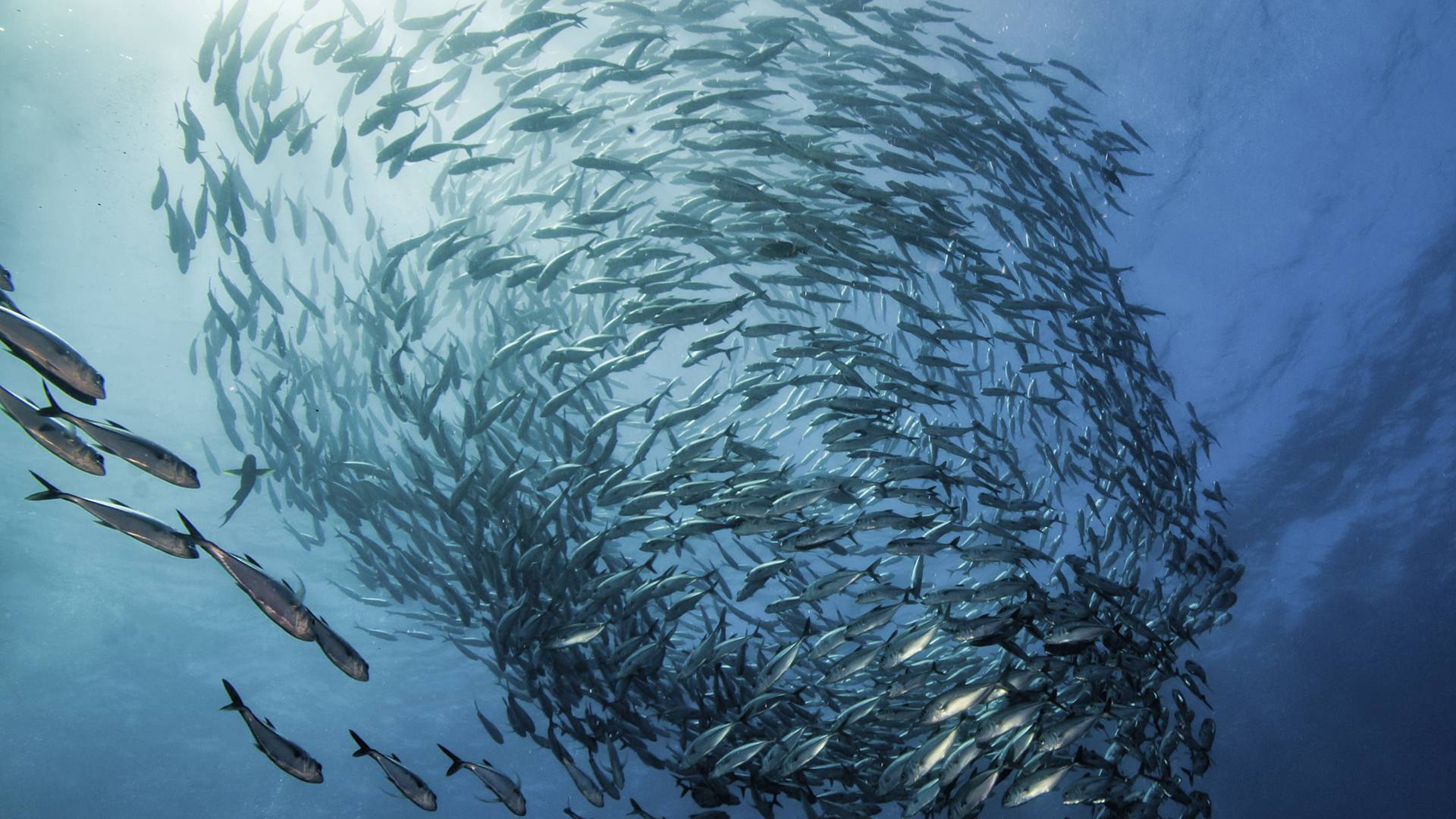 Underwater detailed shot of fish schooling