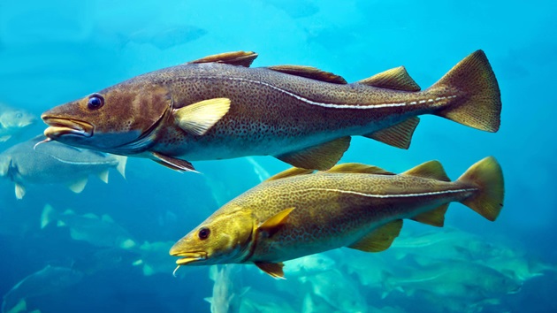 Sustainable Whitefish UK Market Analysis 2025