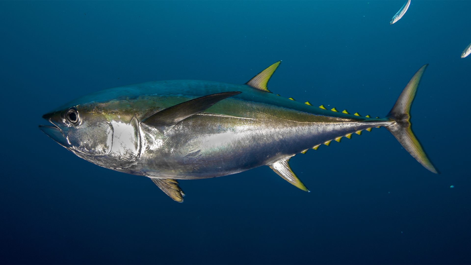 Does Tuna Fish Have Dairy Does Tuna Fish Have Dairy