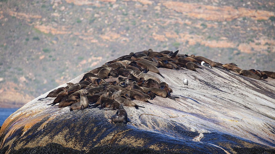 Fur seals laying on rock