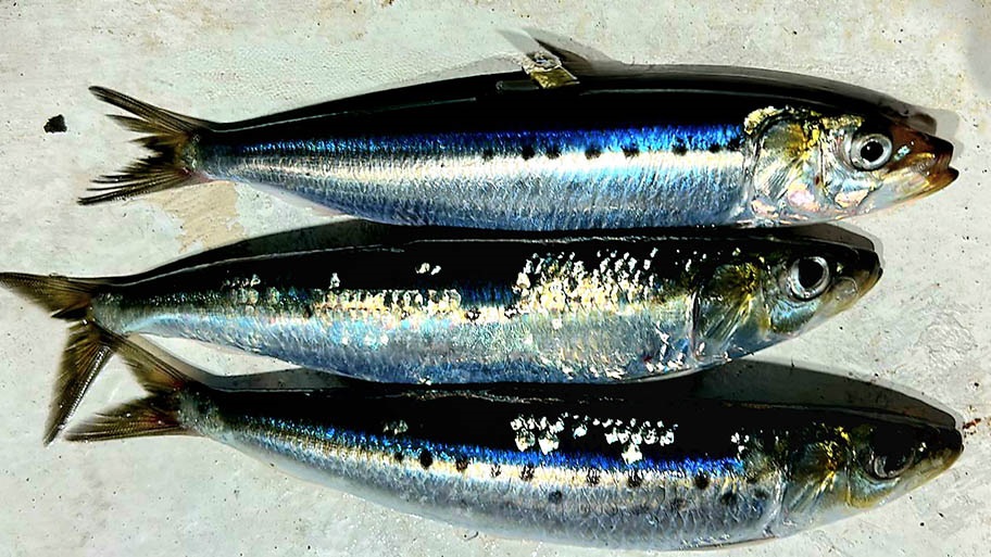 Three sardines lying flat on stone surface