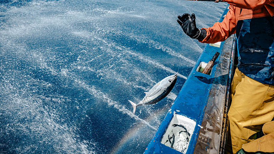 Tuna being pulled on line to boat