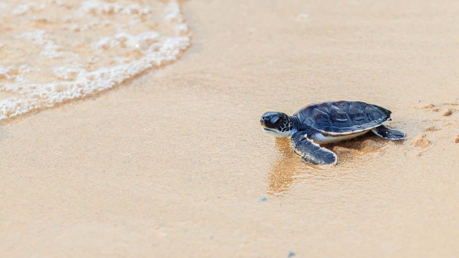 Baby turtle on beach