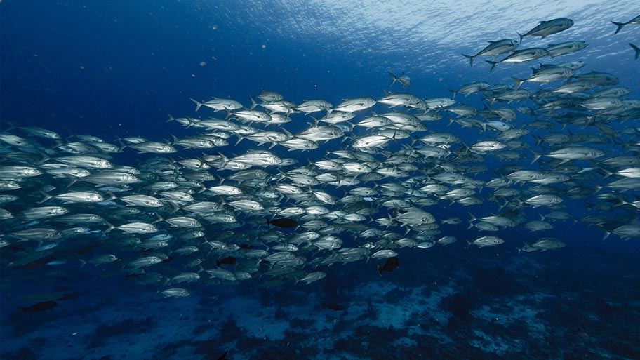 Shoal of bigeye tuna (Thunnus obesus) underwater, with light shining on the surface