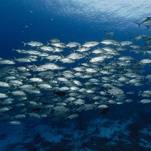 Tuna fishery becomes first to meet the MSC Standard in all oceanic regions