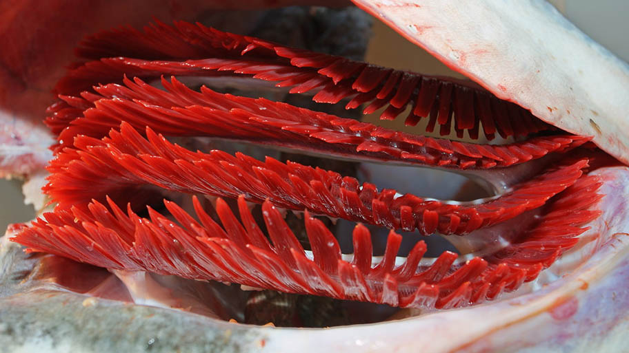 Close-up of red catfish gills