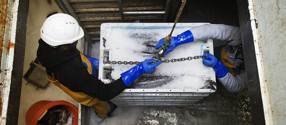Aerial photo of men in hard hats with crates of fish on ice