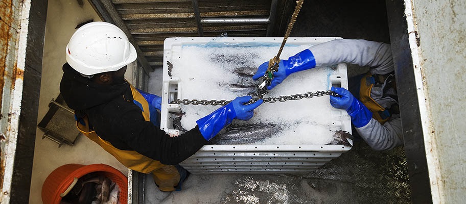 Aerial photo of men in hard hats with crates of fish on ice