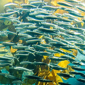 Small Pelagics Yearbook