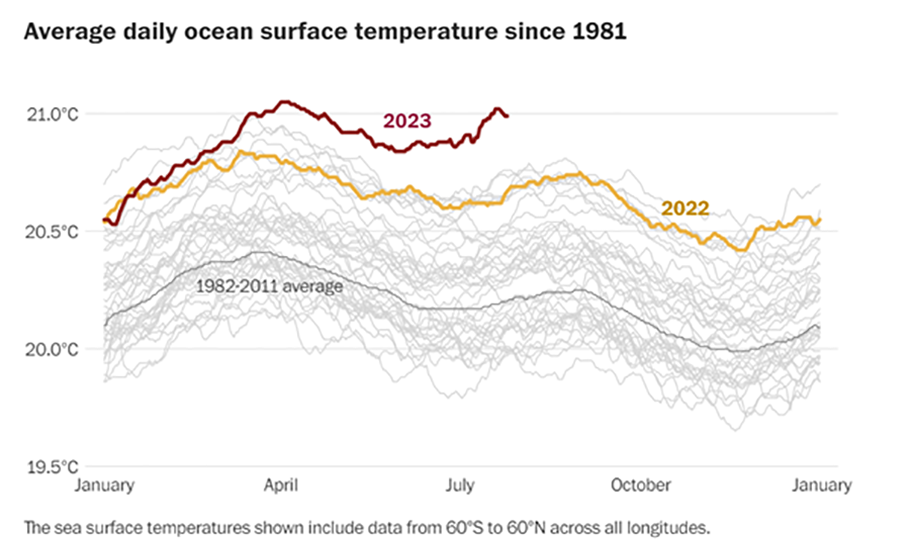 Graph showing rise in daily average ocean temperature since 1981