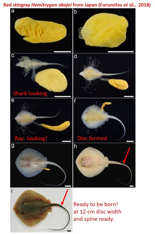 Composite of 9 images of stingray development