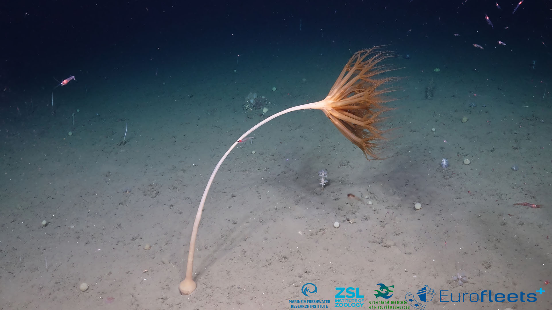 A sea pen on the sea floor in East Greenland