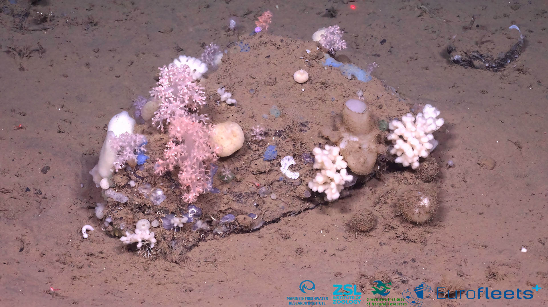 Coral and sponge habitat in East Greenland deep-seabed