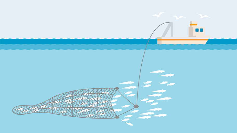 Pelagic or midwater trawl fishing gear illustration